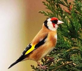 Marmoset-2
